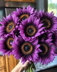 Purple Sunflower Perennial Flower Seeds for Planting Fragrant Blossoms Heirloom & GMO Free Seeds for Home Garden
 
 Sale