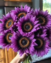 Purple Sunflower Perennial Flower Seeds for Planting Fragrant Blossoms Heirloom & GMO Free Seeds for Home Garden
 
 Sale