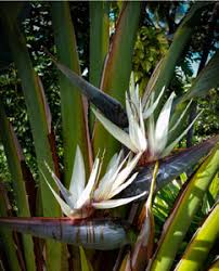 Cream Strelitzia Reginae Seeds Flower seeds for Planting Low Maintenance Heirloom & GMO Free Seeds for Home Garden