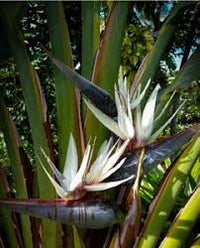 Cream Strelitzia Reginae Seeds Flower seeds for Planting Low Maintenance Heirloom & GMO Free Seeds for Home Garden