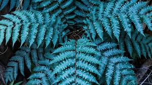 Blue Fern for Planting heirloom & Non GMO Seeds Colorful Display Heirloom & GMO Free Seeds for Home Garden
 
 Sale