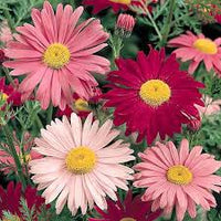 Chrysanthemum Robinson's Flower seeds for Planting Pollinator Friendly Heirloom & GMO Free Seeds for Home Garden