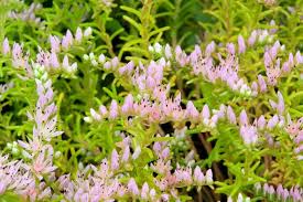 Pink White Sedum Pulchellum Flower seeds for Planting - Sun Loving, Heirloom & GMO Free Seeds for Home Garden
