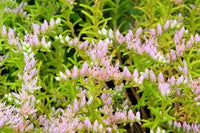 Pink White Sedum Pulchellum Flower seeds for Planting - Sun Loving, Heirloom & GMO Free Seeds for Home Garden