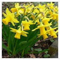 Daffodils Flower seeds for Planting - Low Maintenance, Heirloom & GMO Free Seeds for Home Garden