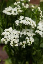White Statice Flower seeds for Planting - Garden Favorite, Heirloom & GMO Free Seeds for Home Garden