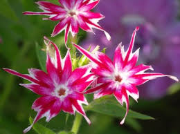 Drummondii Flower seeds for Planting - Long Bloom Season, Heirloom & GMO Free Seeds for Home Garden