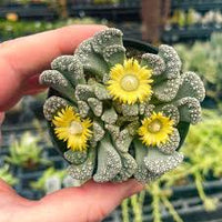 Titanopsis Fulleri Planting for Unique Succulent Beauty  Seeds for Lush Growth and Vibrant Blooms