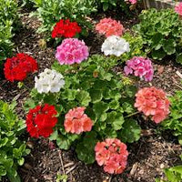 Mixed Geranium Flower seeds for Planting - Premium Quality, Heirloom & GMO Free Seeds for Home Garden