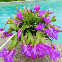 Purple Schlumbergera Flower seeds for Planting - Low Maintenance, Heirloom & GMO Free Seeds for Home Garden