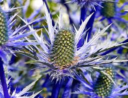 Eryngium Flower seeds for Planting - Colorful Display, Heirloom & GMO Free Seeds for Home Garden