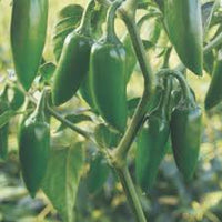 Jalapeno Seeds for Vegetable Planting