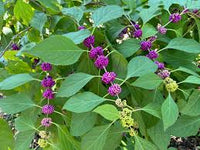 Violet Callicarpa Flower seeds for Planting - Hardy Variety, Heirloom & GMO Free Seeds for Home Garden