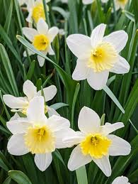 White Daffodil Flower Seeds for Planting Long Bloom Season Heirloom & GMO Free Seeds for Home Garden
 
 Sale