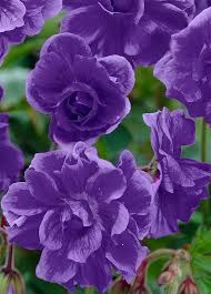 Blue Univalve Geranium Flower Seeds for Planting Premium Quality Heirloom & GMO Free Seeds for Home Garden
 
 Sale