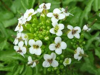 Watercress Flower seeds for Planting Perfect for Borders Heirloom & GMO Free Seeds for Home Garden
