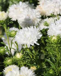 White Green China Aster Flower Seeds for Planting Garden Favorite Heirloom & GMO Free Seeds for Home Garden
 
 Sale