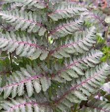 Light Violet Fern Pteridophyta Seeds for Planting Cottage Garden Essential Heirloom & GMO Free Seeds for Home Garden
 
 Sale