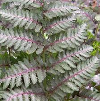 Light Violet Fern Pteridophyta Seeds for Planting Cottage Garden Essential Heirloom & GMO Free Seeds for Home Garden
 
 Sale