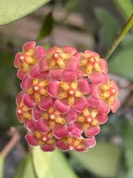 Pink Yellow Hoya Flower seeds for Planting Cut Flower Favorite Heirloom & GMO Free Seeds for Home Garden