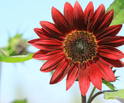 Burgundy Sunflower Seeds  Perfect for Planting