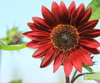 Burgundy Sunflower Seeds  Perfect for Planting