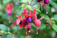 Blue Red Fuchsia Flower seeds for Planting Wildflower Mix Heirloom & GMO Free Seeds for Home Garden