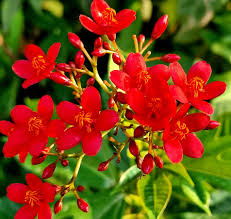 Jatropha Flower seeds for Planting Wildflower Mix Heirloom & GMO Free Seeds for Home Garden