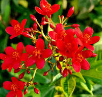 Jatropha Flower seeds for Planting Wildflower Mix Heirloom & GMO Free Seeds for Home Garden