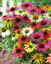 Echinacea Purpurea Flower seeds for Planting Wildflower Mix Heirloom & GMO Free Seeds for Home Garden
