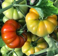 Red Sicilian Togetta Vegetable Seeds - Planting Guide