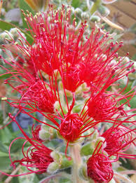 Brush Flower seeds for Planting - Drought Tolerant, Heirloom & GMO Free Seeds for Home Garden