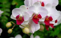 White Red Phalaenopsis Orchid Flower Seeds for Planting Low Maintenance Heirloom & GMO Free Seeds for Home Garden
 
 Sale
