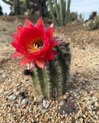 Cactus Flower seeds for Planting - Compact Growth, Heirloom & GMO Free Seeds for Home Garden