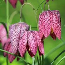 Red Fritillaria Flower Seeds for Planting Garden Favorite Heirloom & GMO Free Seeds for Home Garden
 
 Sale