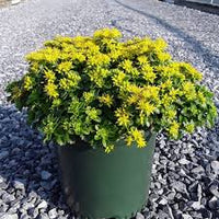 Yellow Stonecrop Flower Seeds Planting