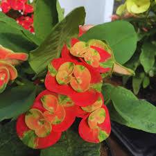 Blue Euphorbia Milii Flower seeds for Planting Colorful Display Heirloom & GMO Free Seeds for Home Garden
 
 Sale
