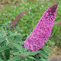 Pink Buddleia Butterfly Bush Flower seeds for Planting - Cottage Garden Essential, Heirloom & GMO Free Seeds for Home Garden