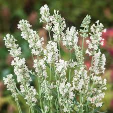 White Ellagance Snow Flower seeds for Planting - Fragrant Blossoms, Heirloom & GMO Free Seeds for Home Garden