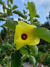 Light Yellow Hibiscus Flower Seeds for Planting Drought Tolerant Heirloom & GMO Free Seeds for Home Garden
 
 Sale