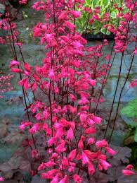 Pink Heuchera Flower seeds for Planting - Seasonal Bloomer, Heirloom & GMO Free Seeds for Home Garden