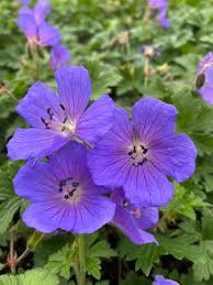 Sea Blue Geranium Pelargonium Flower Seeds for Planting Low Maintenance Heirloom & GMO Free Seeds for Home Garden
 
 Sale