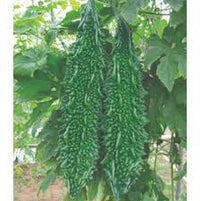 Karela Vegetable Seeds for Easy Planting at Home