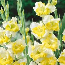 Yellow White Gladiolus Flower seeds for Planting Compact Growth Heirloom & GMO Free Seeds for Home Garden