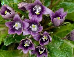 Black Mandrake Mandragora Autumnalis Flower Seeds – Heirloom Non-GMO for Garden Planting
