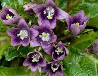 Black Mandrake Mandragora Autumnalis Flower Seeds – Heirloom Non-GMO for Garden Planting