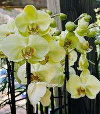 Light Yellow Phalaenopsis Orchid Seeds – Elegant Blooms Heirloom & NonGMO for Home Garden
 
 Sale