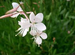 Gaura Whirling Mariposas Flower Seeds - Flower seeds for Planting - Hardy Variety, Heirloom & GMO Free Seeds for Home Garden