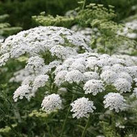 Eiche Flower seeds for Planting - Shade Tolerant, Heirloom & GMO Free Seeds for Home Garden