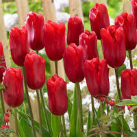 Red Tulip Flower Seeds for Planting Sun Loving Heirloom & GMO Free Seeds for Home Garden
 
 Sale